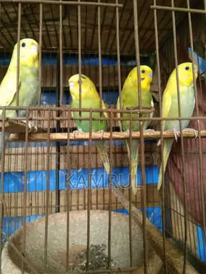 বাজরিগার স্প্যাঙ্গেল মেল
