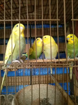 বাজরিগার স্প্যাঙ্গেল মেল