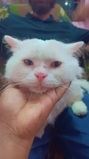 Persian Cat for Sale