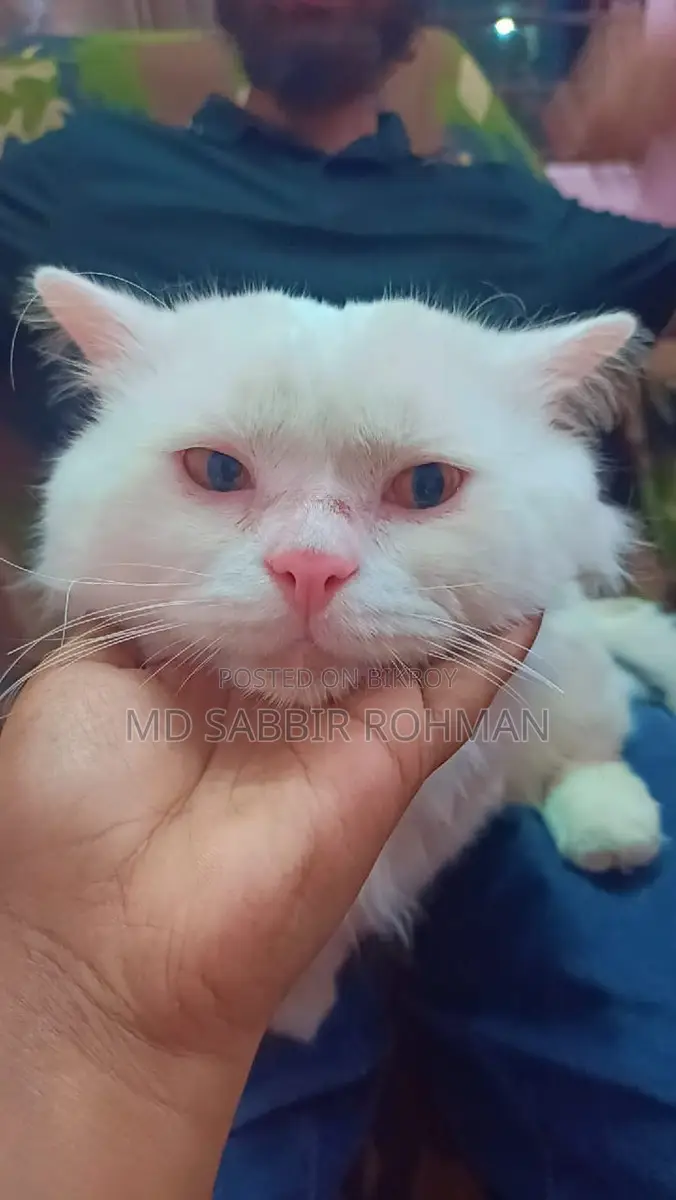 Persian Cat for Sale