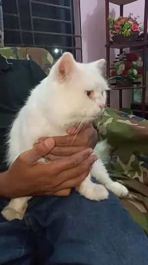 Persian Cat for Sale