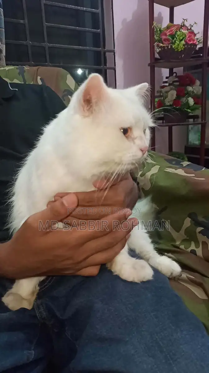 Persian Cat for Sale