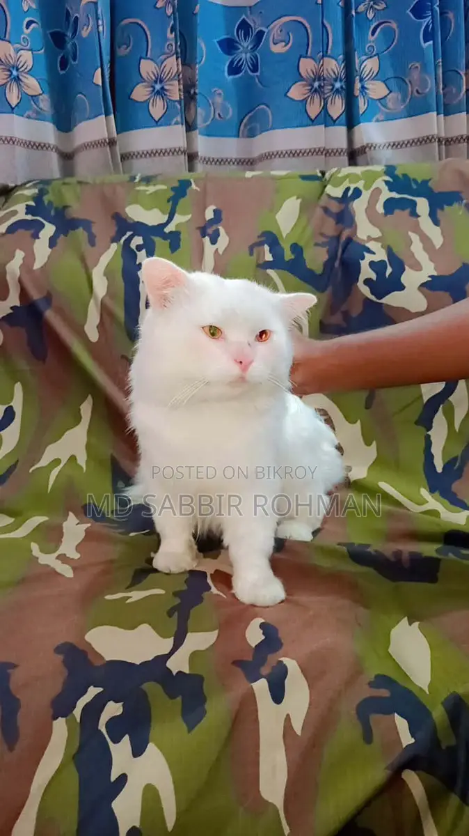 Persian Cat for Sale