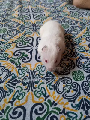 Syrian Hamster