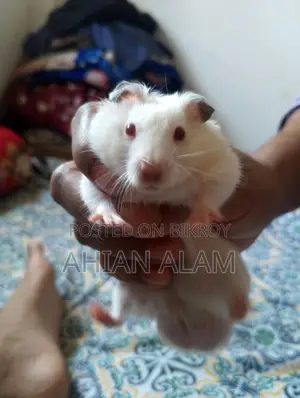 সিরিয়ান হ্যামস্টার