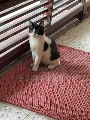 দেশি মিক্সড বিড়াল
