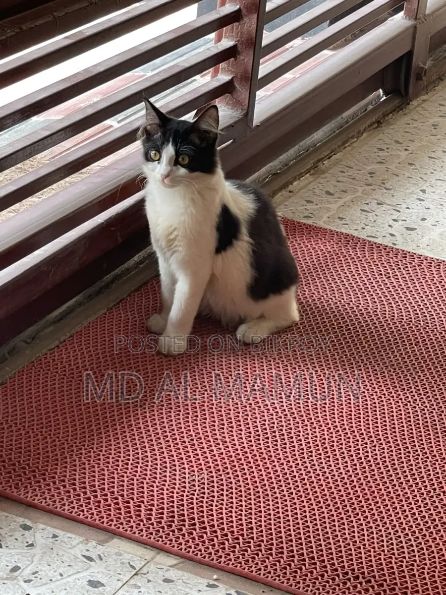 দেশি মিক্সড বিড়াল