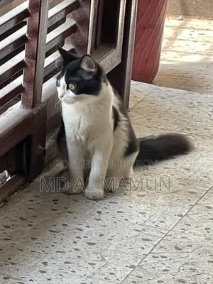 দেশি মিক্সড বিড়াল
