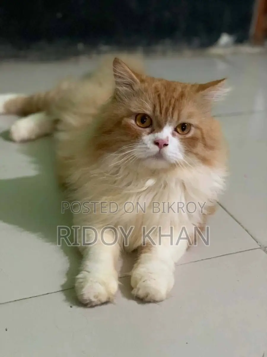 Selling this cat