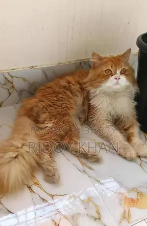 Selling this cat