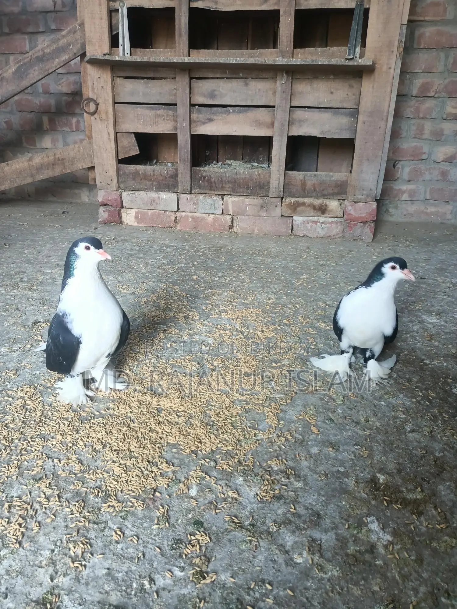 A pair of Siraji pigeons