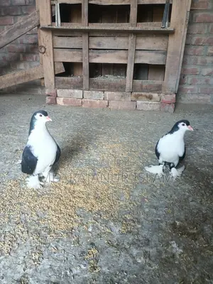 A pair of Siraji pigeons