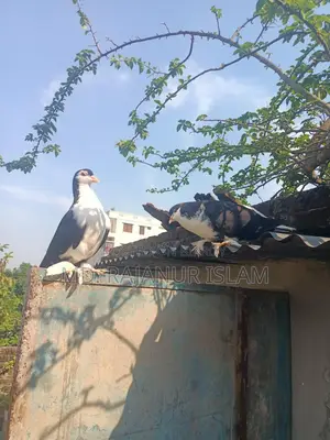 A pair of Siraji pigeons