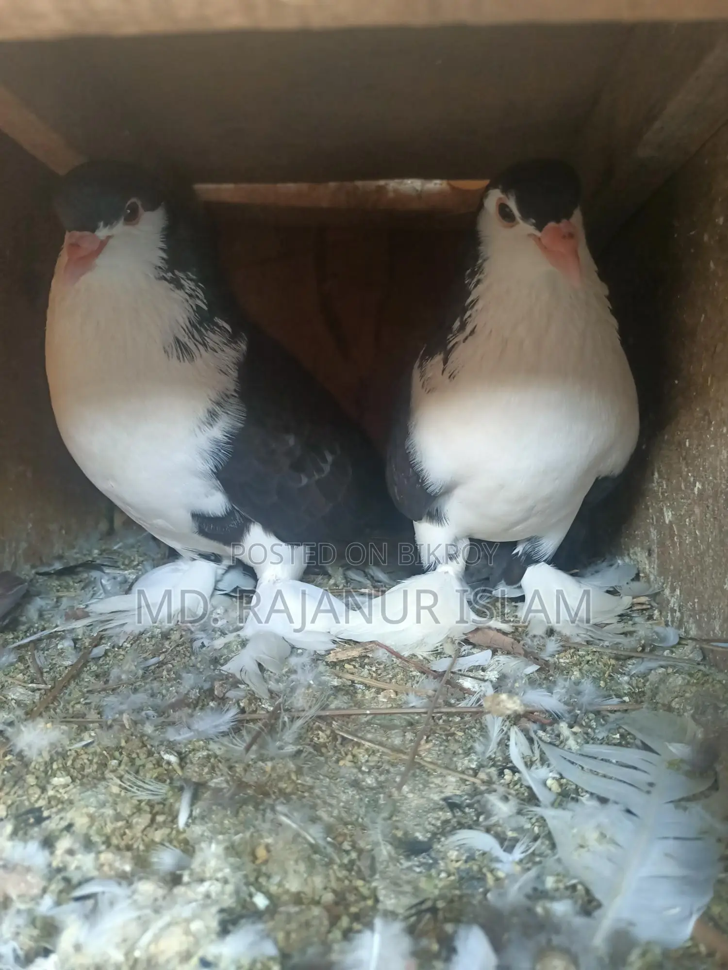 A pair of Siraji pigeons