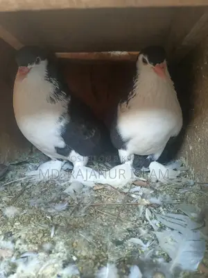 A pair of Siraji pigeons
