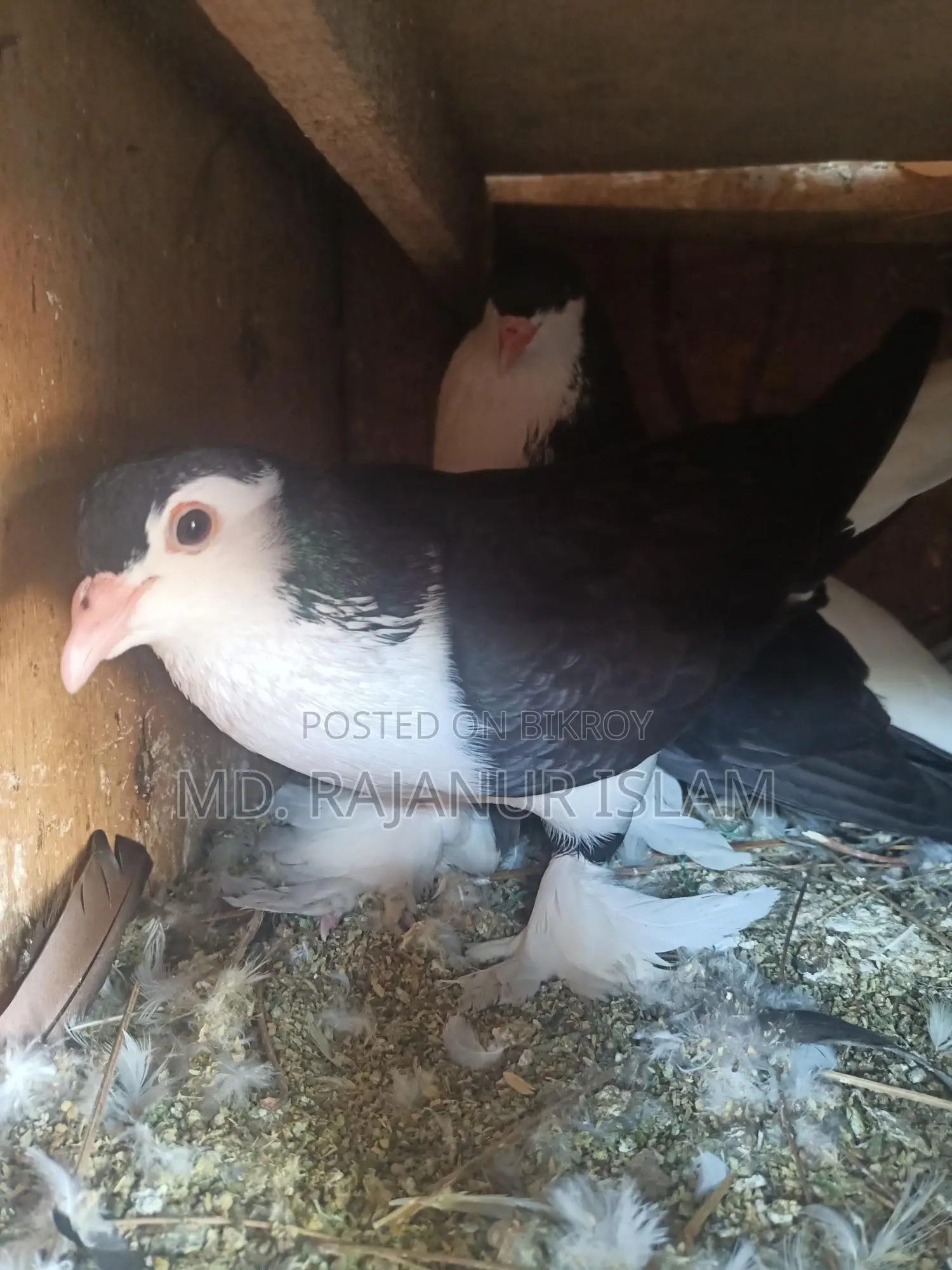 A pair of Siraji pigeons