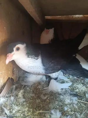 A pair of Siraji pigeons