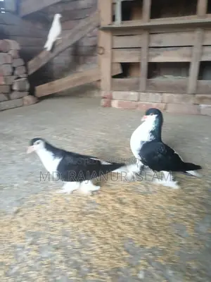 A pair of Siraji pigeons