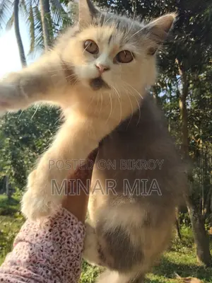 ট্র্যাডিশনাল পার্সিয়ান বিড়াল