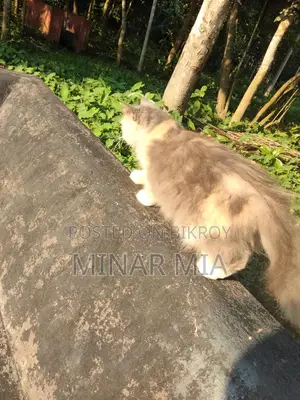 ট্র্যাডিশনাল পার্সিয়ান বিড়াল
