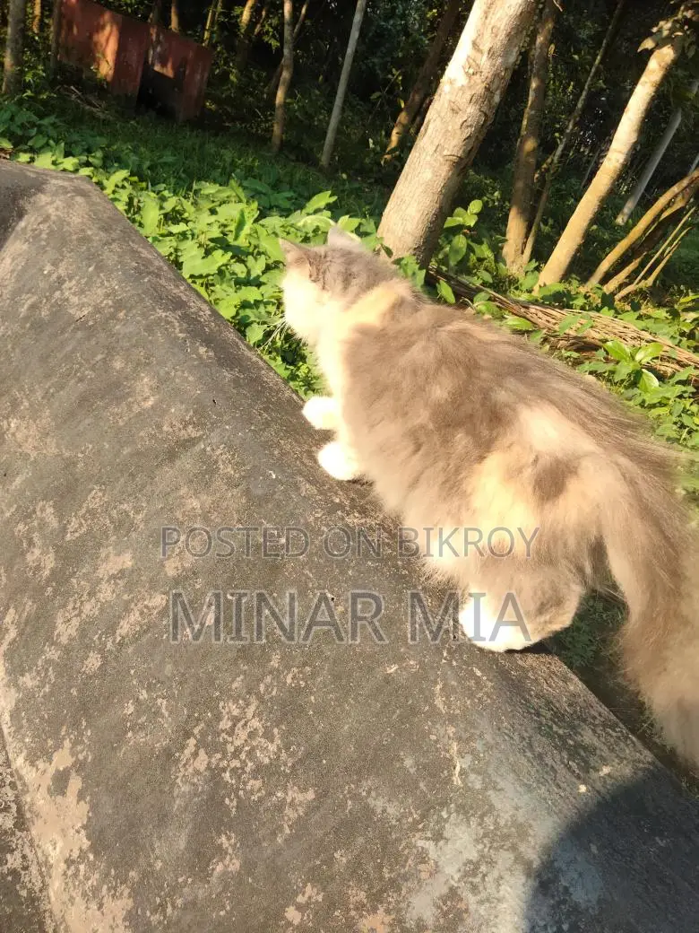 ট্র্যাডিশনাল পার্সিয়ান বিড়াল