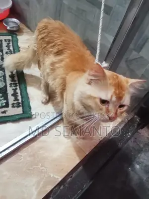 Cat for Sale