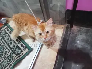 Cat for Sale