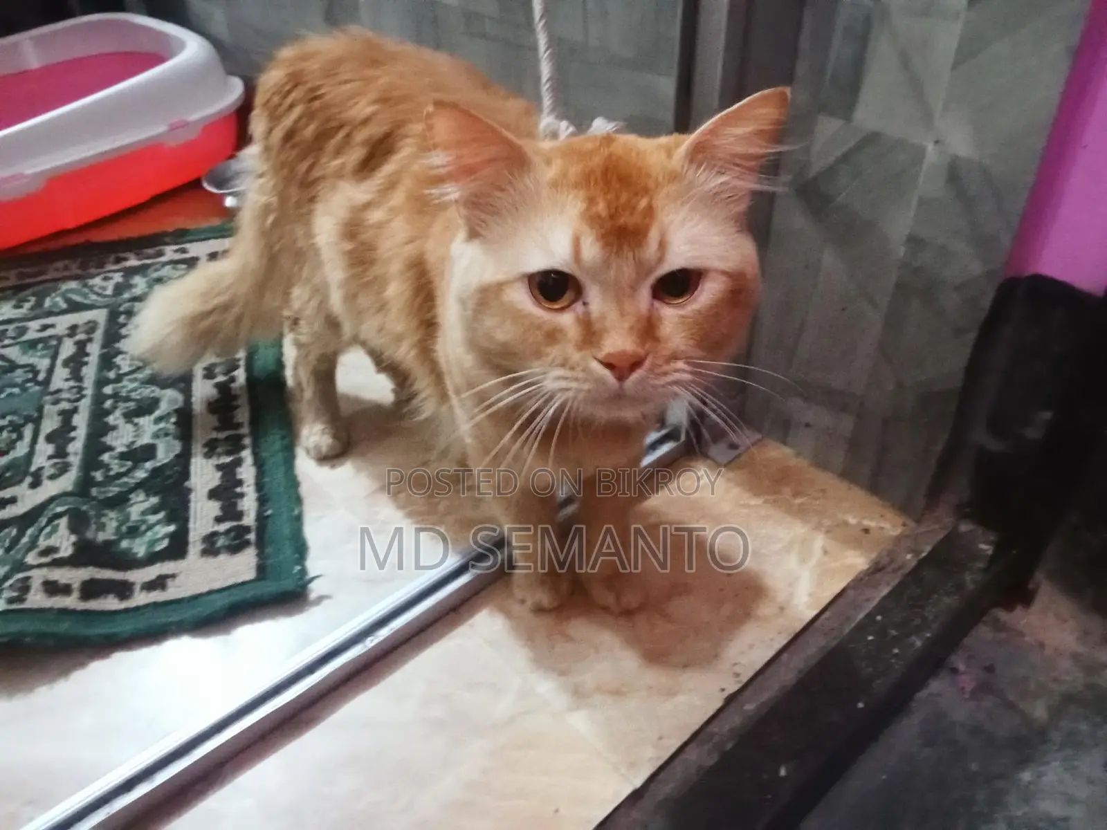 Cat for Sale