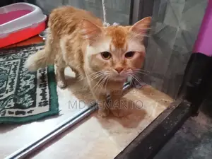 Cat for Sale