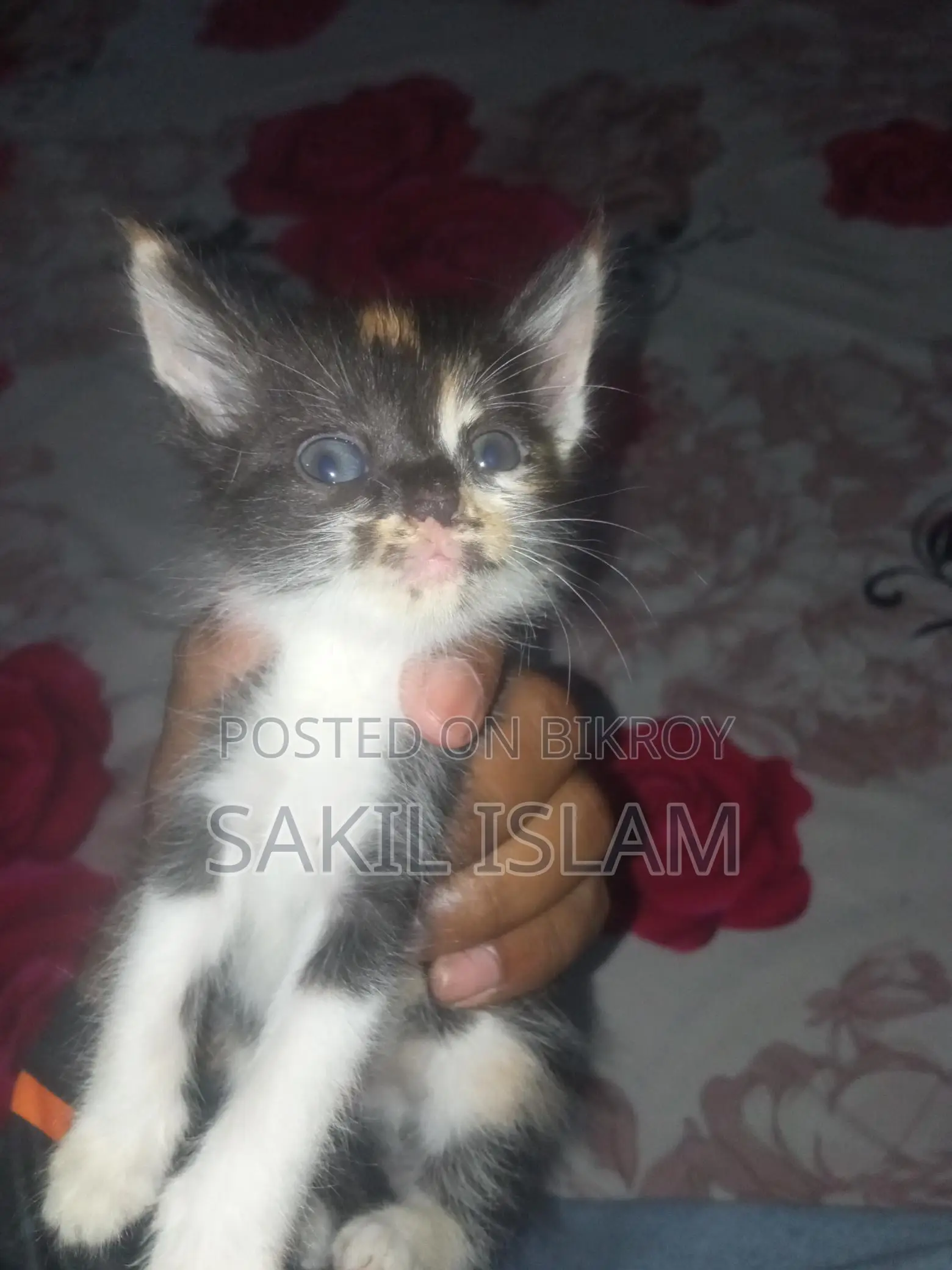Cute Kitten For Sale
