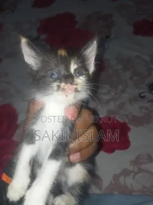 Cute Kitten For Sale