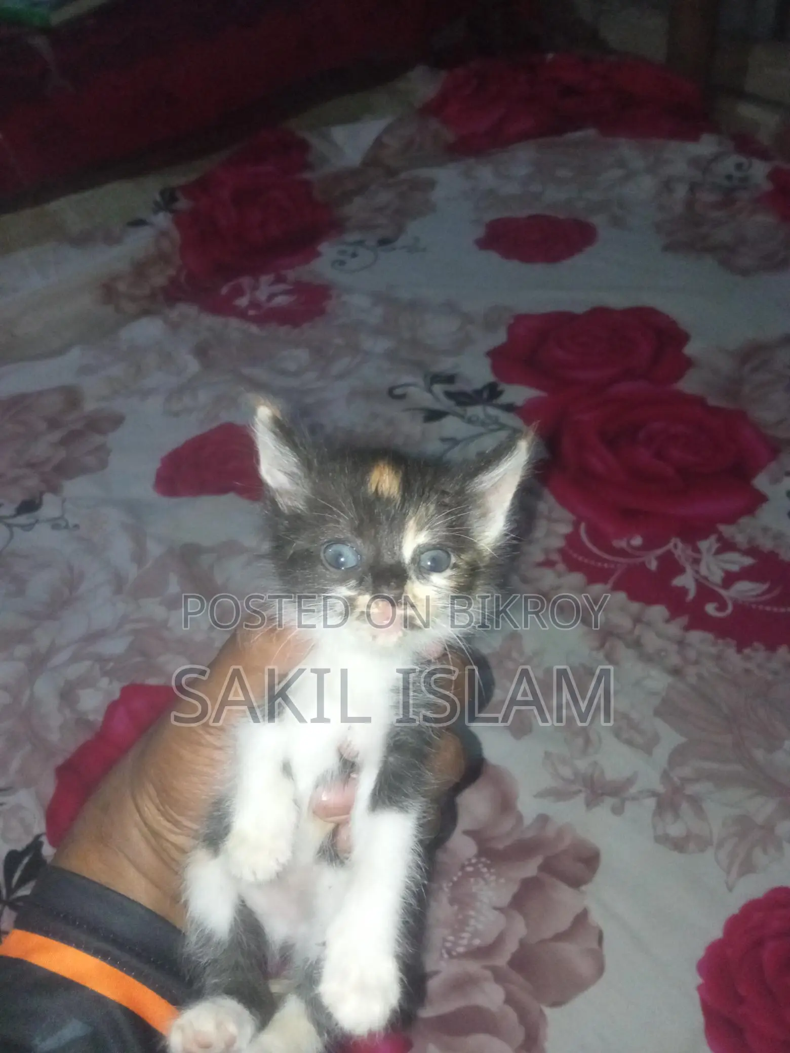 Cute Kitten For Sale