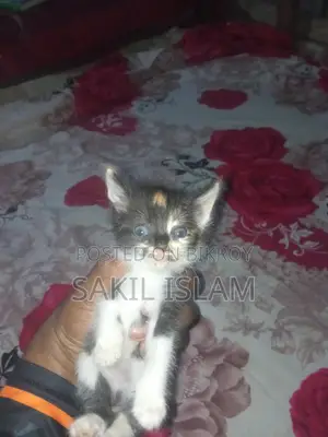 Cute Kitten For Sale