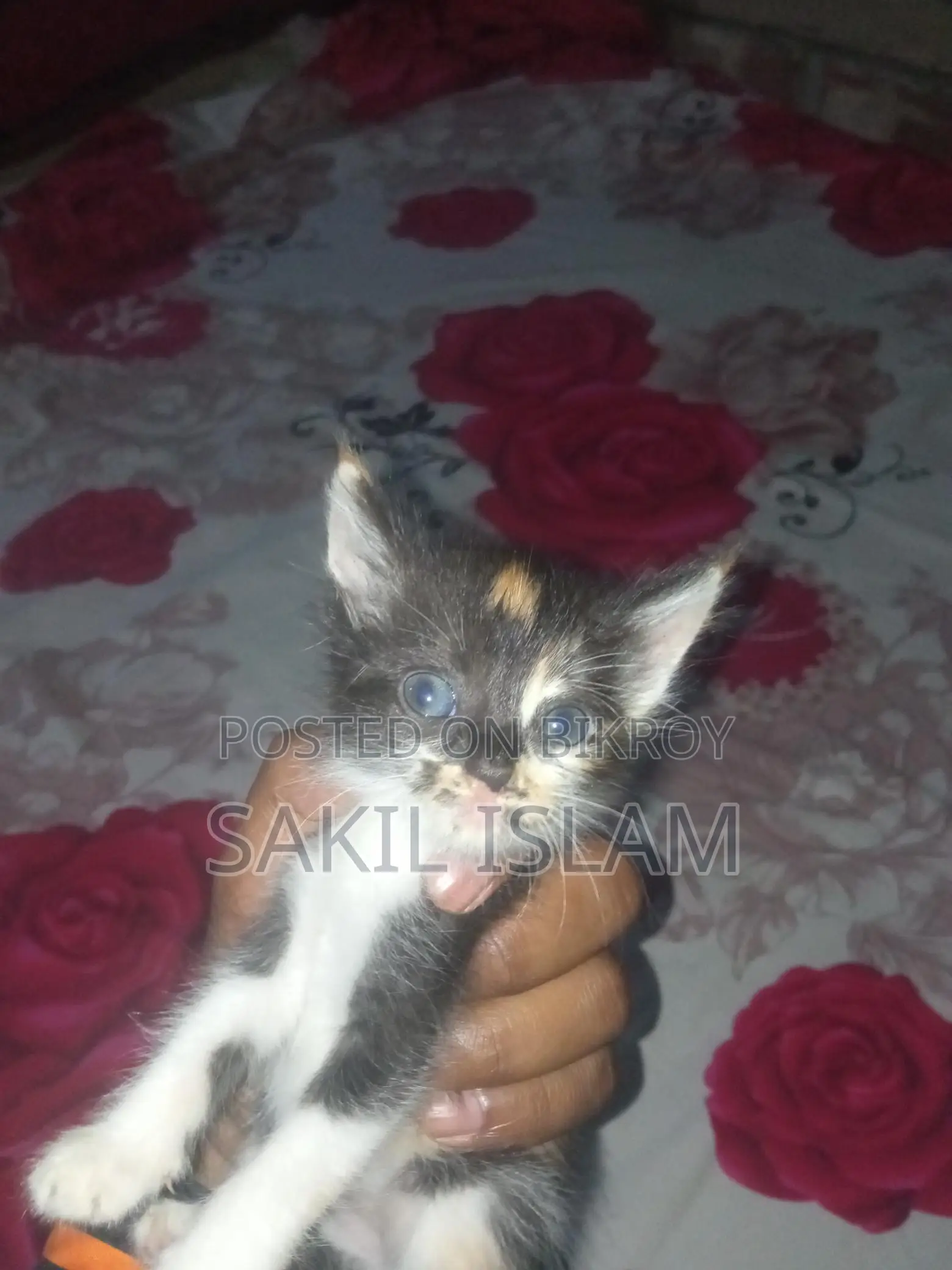 Cute Kitten For Sale