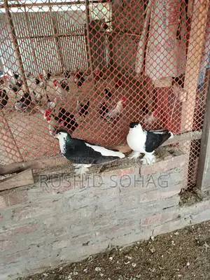 Healthy Pair of Running Black Siraji Pigeons for Sale