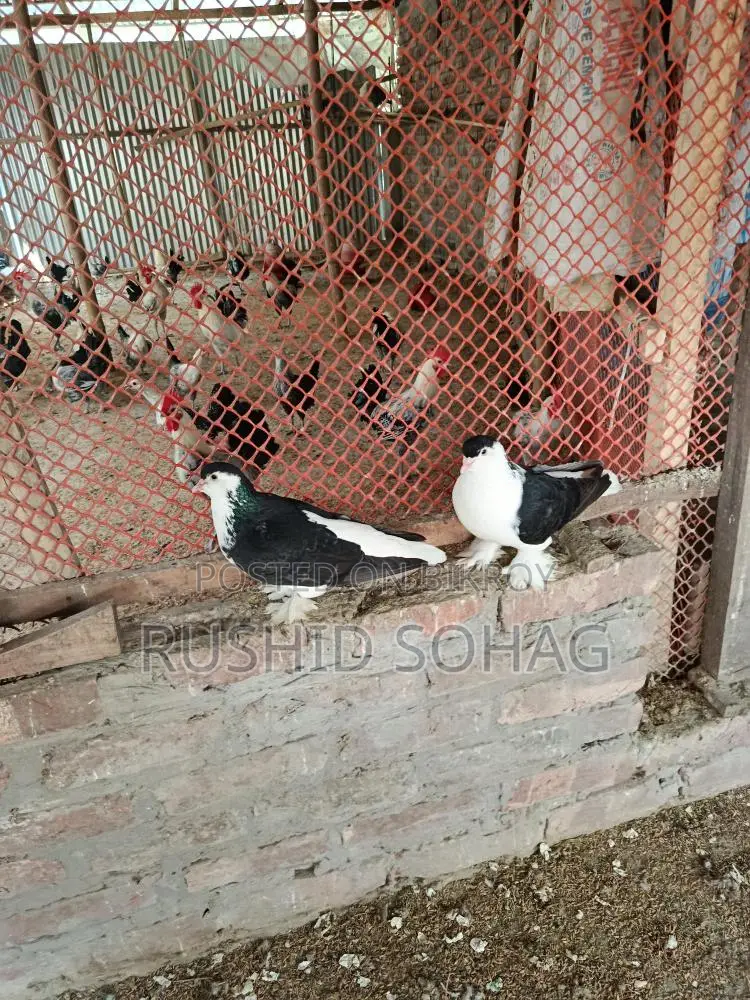 Healthy Pair of Running Black Siraji Pigeons for Sale
