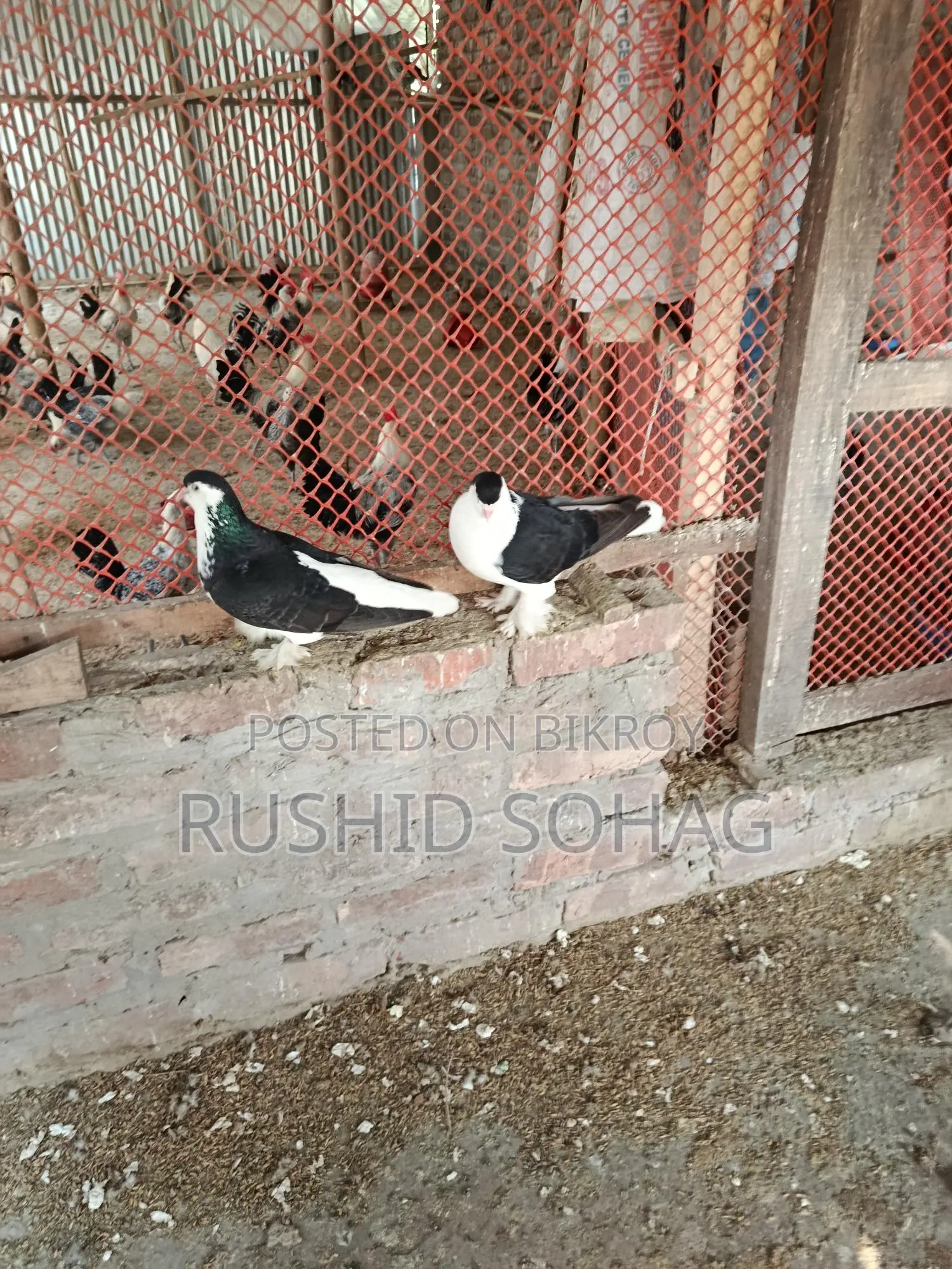 Healthy Pair of Running Black Siraji Pigeons for Sale