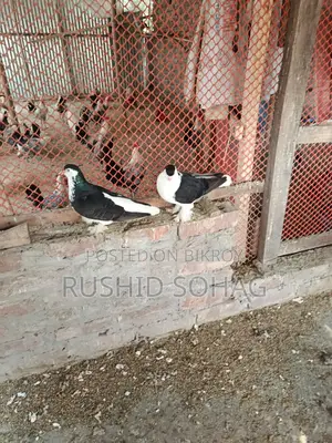 Healthy Pair of Running Black Siraji Pigeons for Sale