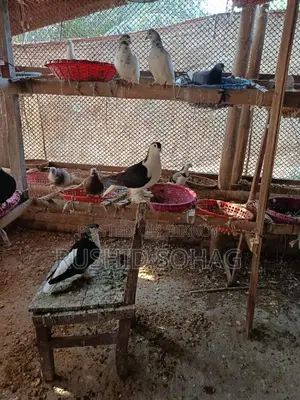 Healthy Pair of Running Black Siraji Pigeons for Sale