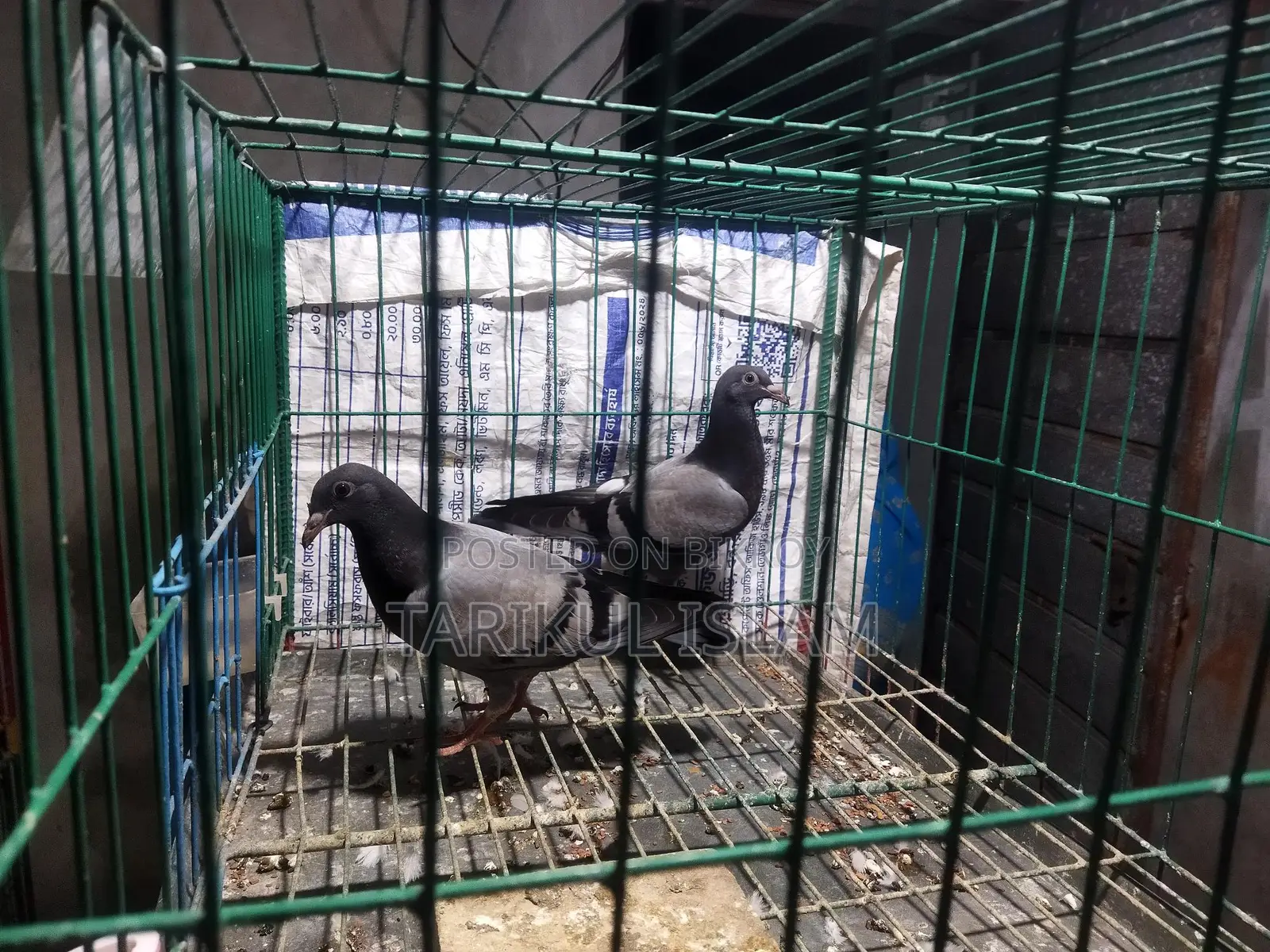 1 Pair of Sabji Racer Pigeons