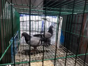 1 Pair of Sabji Racer Pigeons