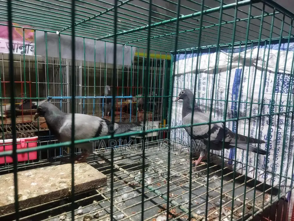 1 Pair of Sabji Racer Pigeons