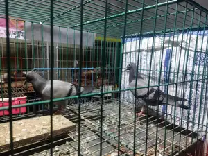 1 Pair of Sabji Racer Pigeons