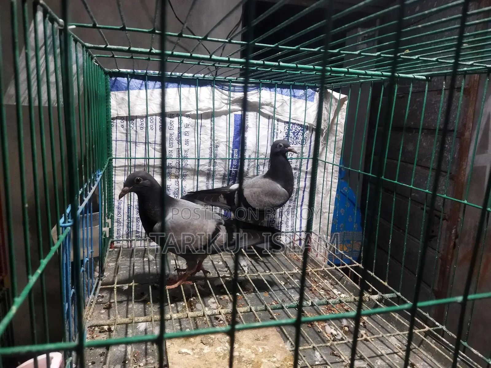 1 Pair of Sabji Racer Pigeons