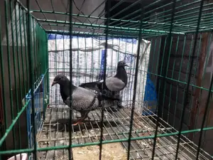 1 Pair of Sabji Racer Pigeons