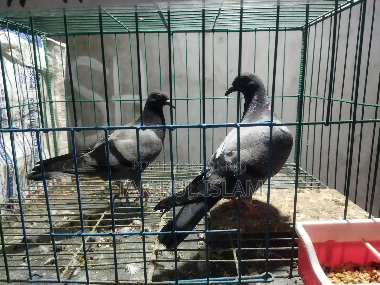 1 Pair of Sabji Racer Pigeons
