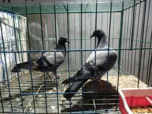 1 Pair of Sabji Racer Pigeons