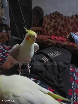 Tame Cockatiel Pair for Sale