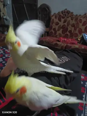 Tame Cockatiel Pair for Sale