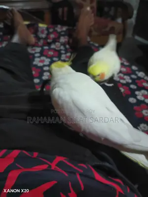 Tame Cockatiel Pair for Sale